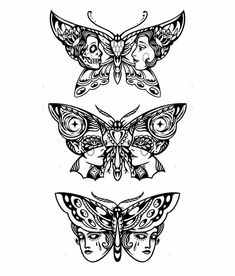 three butterflies with different designs on their wings