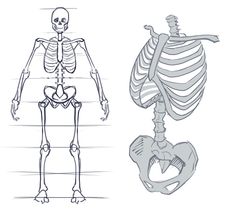 the human skeleton is shown in three different positions, including the lower half and upper half