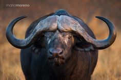 an animal with large horns standing in the grass