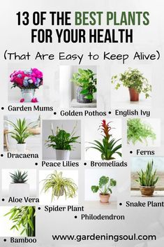 the 7 amazing bedroom plants that will help you sleep better in your houseplant