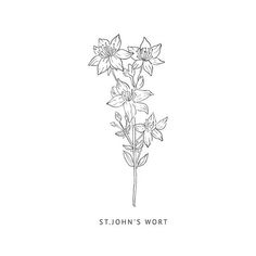 a black and white drawing of flowers with the words st john's wort