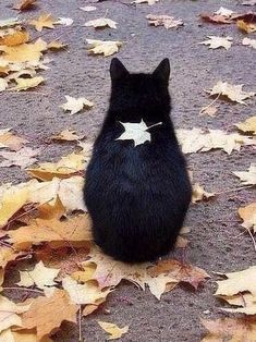 a black cat with a white star on it's back sitting in the leaves