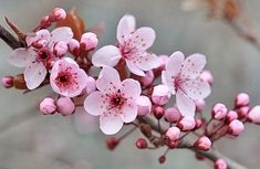 pink flowers are blooming on a tree branch