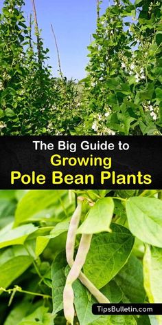 the big guide to growing pole bean plants