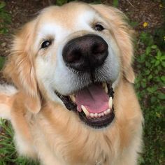 a close up of a dog with its mouth open