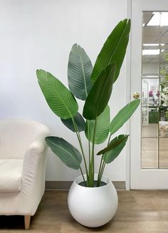 a large green plant in a white vase