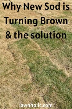 new sod turning brown Brown Spots, The Grass, Lawn Care, Soil, Disease, Insects