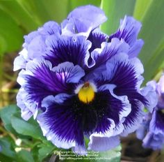 purple and yellow flowers with green leaves in the background