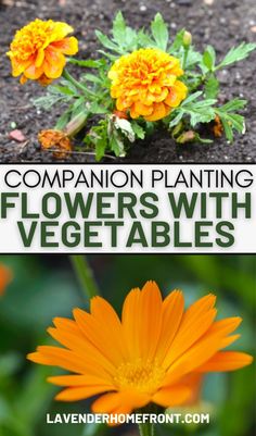 How to grow a healthy vegetable garden with companion planting with flowers. Flower To Plant With Vegetables, Garden With Veggies And Flowers, Plants That Grow Together, Veggies To Plant In Spring, Butterfly And Vegetable Garden, Growing Flowers With Vegetables, Planting Tips And Tricks, Garden Must Haves Vegetable, Edible Garden Layout