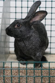 a gray rabbit sitting inside of a cage