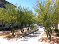 trees line the sidewalk in front of a building with white walls and green plants on either side