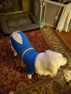 a small white dog wearing a blue and yellow outfit standing in front of a fire place