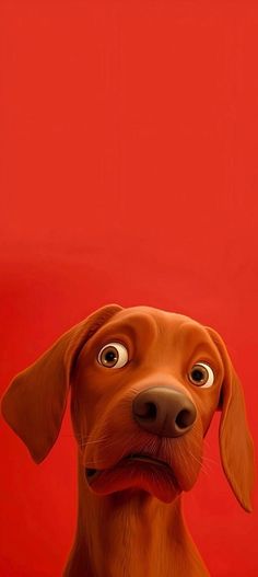 a brown dog with big eyes looking up at the camera while standing in front of a red background