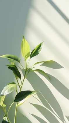 a plant with green leaves is shown against a white wall and casts a shadow on the wall