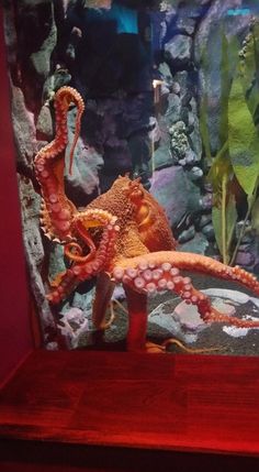 an octopus is sitting on the edge of a fish tank in front of some plants