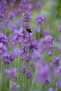 a bee sitting on top of a purple flower