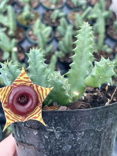 a plant that is in a pot with some kind of thing on top of it