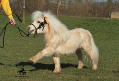 a small white horse being held by a person in a yellow shirt and black boots