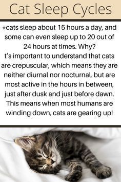 a cat sleeping on top of a bed with the caption'cats sleep cycles '