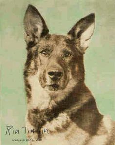 an old photo of a german shepherd dog