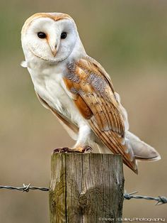 an owl sitting on top of a wooden post