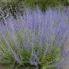 purple flowers are growing in the garden