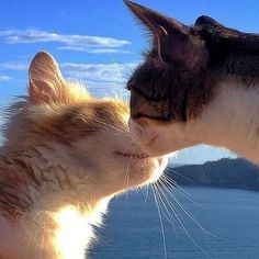 two cats are kissing each other on the beach