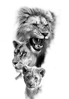 three lions are shown in black and white