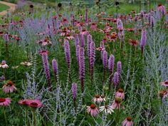 a field full of purple and white flowers