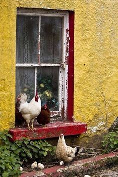 three chickens are standing in front of an open window on the side of a house