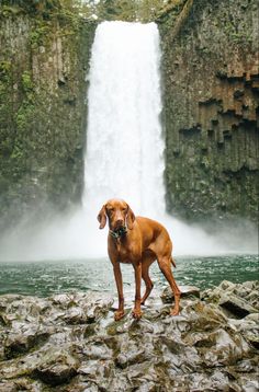 a brown dog standing on top of a rock next to a waterfall and water fall