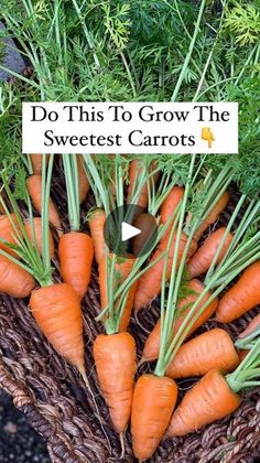 carrots in a basket with the words do this to grow the sweetest carrots