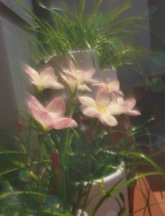 some pink flowers are in a white vase