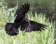 a black bird is flying in the air over some grass and flowers with its wings spread wide open