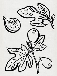 an ink drawing of leaves and fruit