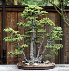 a bonsai tree sitting on top of a wooden table next to a wood fence