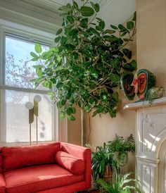 a living room filled with furniture and a large potted plant next to a fire place