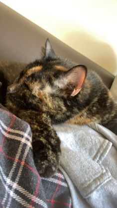 a cat laying on top of a couch next to a pillow and blanket with it's eyes closed