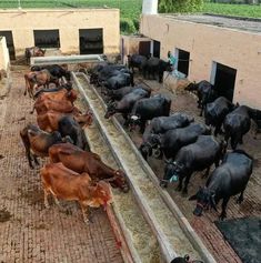 there are many cows that are eating from the trough