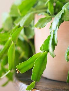 christmas cactus in a pot Cactus Benefits, Care For Christmas Cactus, Christmas Cactus Care, Christmas Plants, Growing Tips, Soil Layers