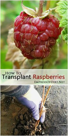 how to transplant raspberries from the ground up and then in the soil with text overlay that reads, how to transplant raspberries