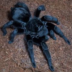 a large black spider sitting on the ground