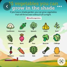 the vegetables you can grow in the shade are shown on this page, which shows how they