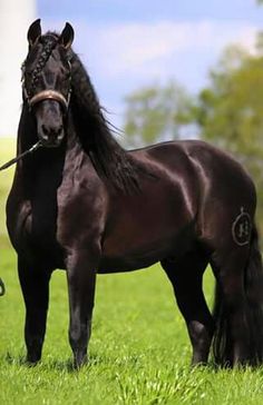 a black horse standing on top of a lush green field