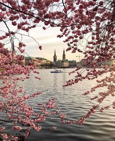 a boat floating on top of a body of water surrounded by pink blossoming trees