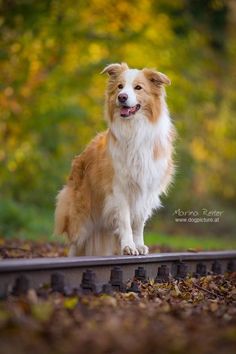 a brown and white dog standing on train tracks in front of some trees with leaves