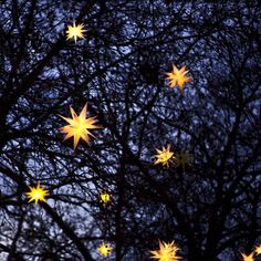 the stars are glowing in the sky above the trees