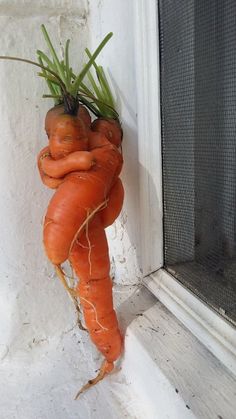 a carrot hanging from the side of a window sill with roots attached to it