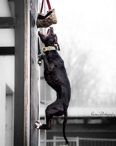 a black dog climbing up the side of a building to reach a shoe on top of it