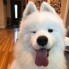 a close up of a dog on a hard wood floor with its tongue hanging out